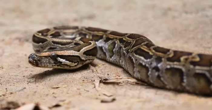 FWC cũng tổ chức cuộc thi tiêu diệt trăn trong 10 ngày mang tên Florida Python Challenge kéo dài từ ngày 5/8 đến 14/8 hàng năm.
