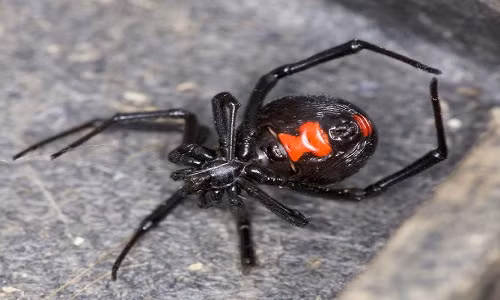 4. Nhện góa phụ đen. Nhện góa phụ đen (Black Widow) được coi là loài nhện có nọc độc kinh khủng nhất thế giới. Không dừng lại ở đó, nó còn là loài có tập tính vô cùng tàn nhẫn. Với thói quen hạ sát "chồng" ngay sau khi "mặn nống", góa phụ đen được cả thế giới biết đến với sự tàn nhẫn có một không hai.