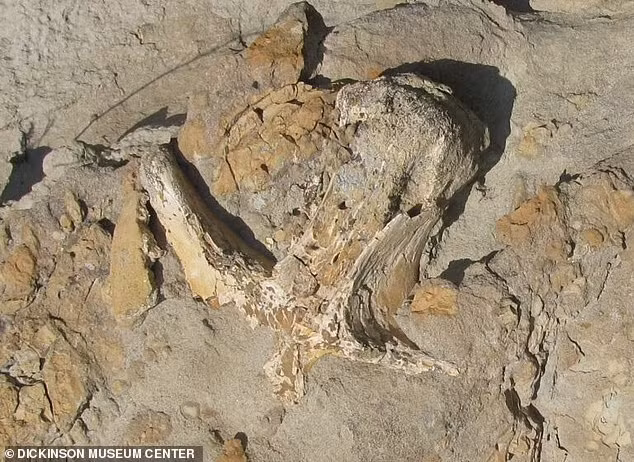 Các phát hiện cho thấy nghiên cứu trước đây đã đúng khi xác định một số loài Daspletosaurus là một dòng tiến hóa duy nhất và ủng hộ nguồn gốc của T-rex xuất phát từ nhóm này.