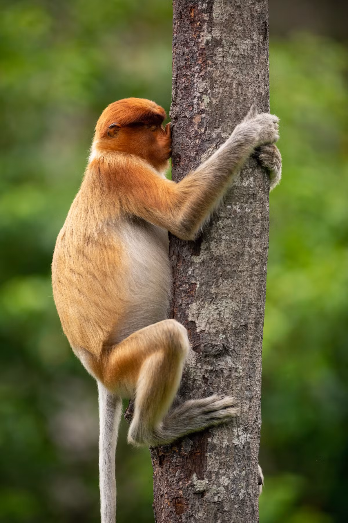 "Cây ơi cho hun cái nha!" (Giải Highly Commended).