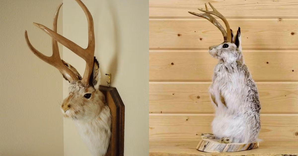 7. Jackalope – Thỏ mọc sừng. Những câu chuyện về loài thỏ mọc sừng này xuất hiện rất nhiều từ thế kỷ 17. Ngày nay, nó được xem là linh vật huyền thoại của bang Wyoming ở Mỹ.