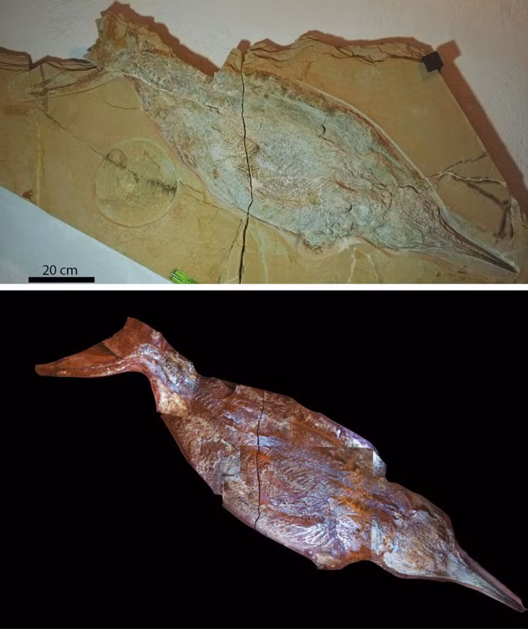 Ngư long (Ichthyosauria) là một bộ bò sát biển khổng lồ có hình dạng gần giống cá heo và cá voi hiện đại. Chúng có thể phát triển tới chiều dài hơn 16 m và sống ở các vùng nước sâu.