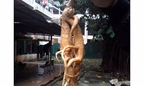 Suýt mất mạng vì rượu ngâm "nhân sâm" quý hiếm Suyt mat mang vi ruou ngam