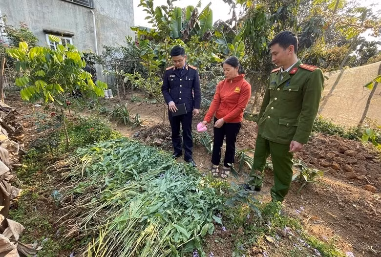 Hai Phong: Thanh nien thue dat dam nuoi tom de trong can sa