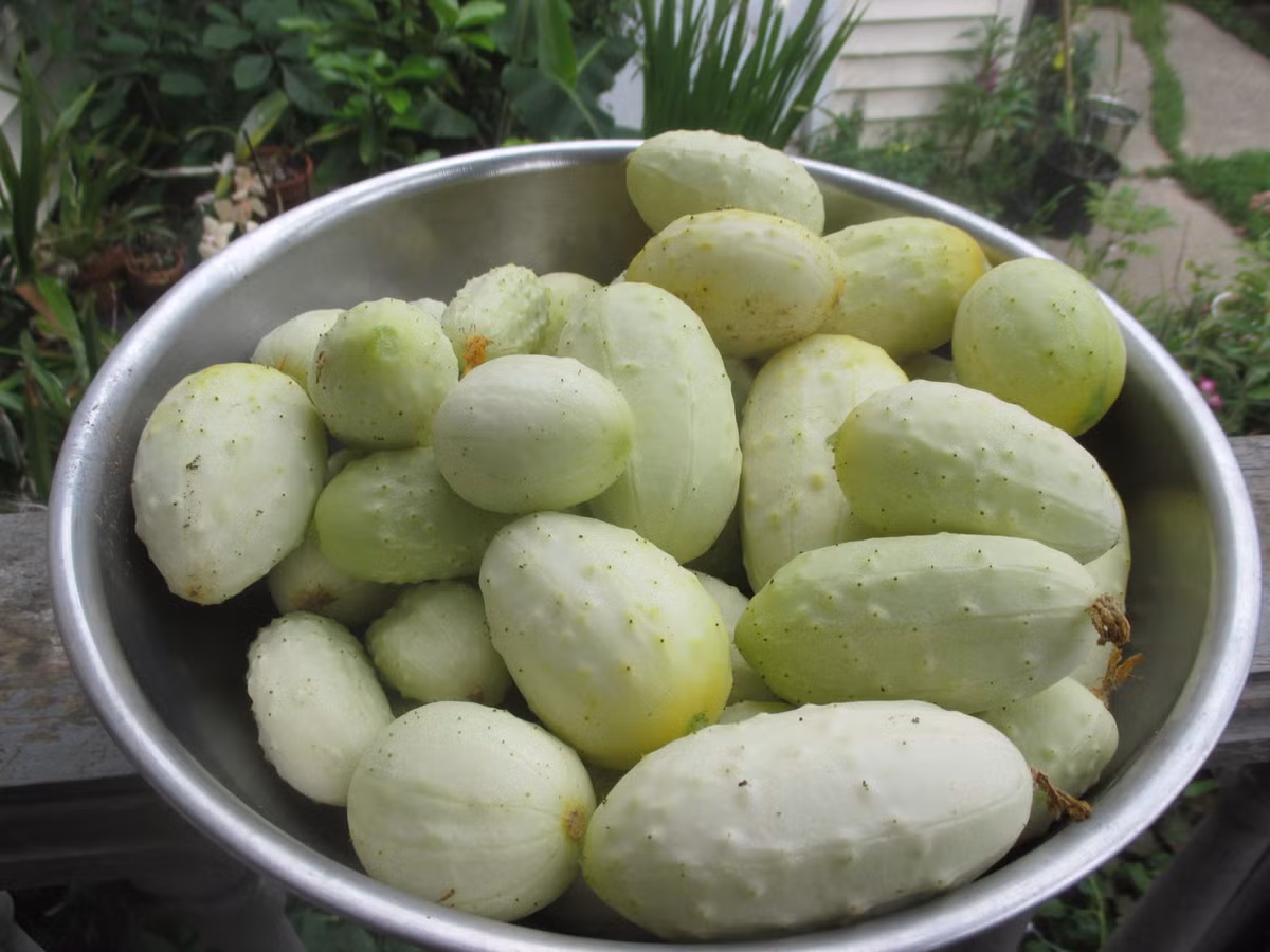 Chị Thùy Linh (27 tuổi, nhà ở khu Đại Kim, Hà Nội) chia sẻ: "So với các giống dưa nội địa, dưa chuột trắng đắt hơn khá nhiều vì quả không bị chát. Trước đây tôi có đặt hàng online, giá dưa từ 2,5 - 4 USD/kg, đắt gấp 5-6 lần dưa chuột xanh bán ngoài thị trường. Giờ mua hạt giống về trồng cũng vui mà tiết kiệm hơn".