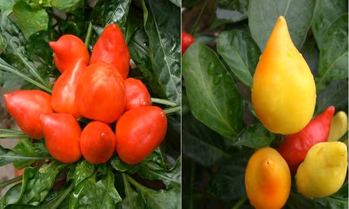 Sau cơn “sốt” ớt bi nhiều màu sặc sỡ, các bà nội trợ Hà Nội khá tò mò tìm mua hạt giống ớt đào tiên hình dáng độc lạ về làm cảnh. Trên thị trường, hạt giống ớt đào tiên được rao bán với giá 30.000 đồng/gói. 