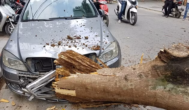 Ha Noi: Cay xanh bat chot gay do, de nat dau o to