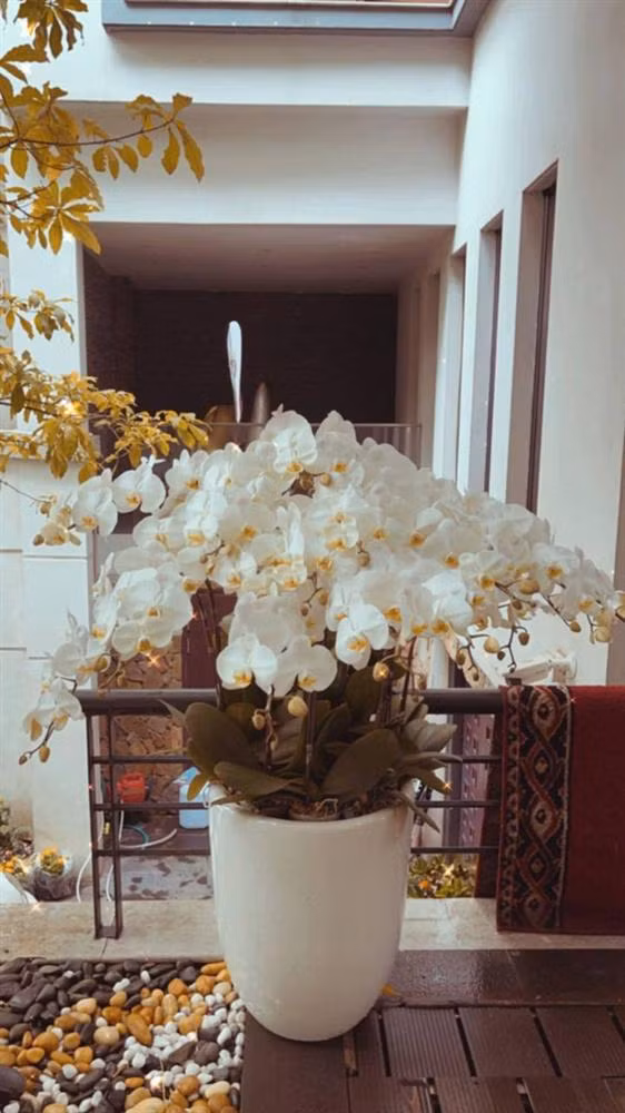 Căn biệt thự thông tầng, vô cùng rộng rãi, chỗ nào cũng là nơi để trưng các loại hoa đắt tiền.