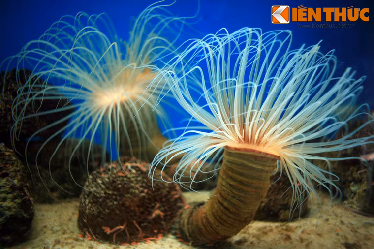 Ngày nay, Viện Hải dương học Nha Trang được đánh giá là một trong những điểm đến hấp dẫn hàng đầu đối với du khách ở thành phố biển miền Trung này.