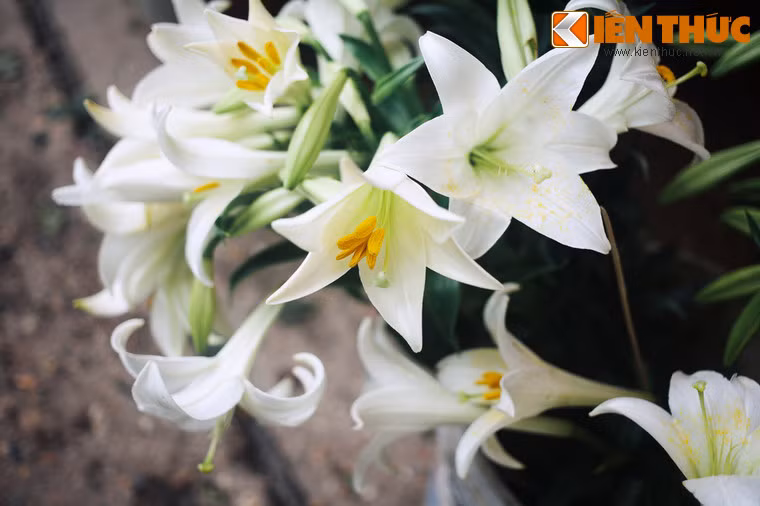 Từ nơi đó, một loài hoa trắng tinh khiết, thơm ngát mọc lên. Người ta gọi nó là hoa Lily - loài hoa tượng trưng cho tình yêu, lòng chung thuỷ và sự bao dung, cao thượng...