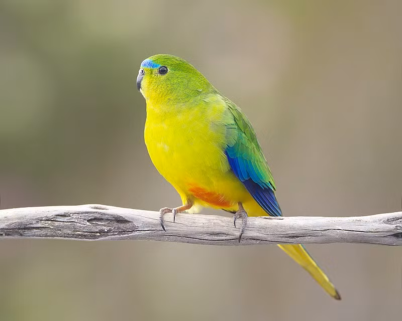 Vẹt bụng vàng cam là loài đặc hữu miền nam Australia, và là một trong hai loài vẹt di cư. Chim trống có màu xanh lá cây-xanh cỏ trên lưng, phần dưới màu vàng và dải màu da cam dưới bụng. Số lượng loài này đang suy giảm mạnh. Tính đến cuối năm 2013, còn ít hơn 50 cá thể trong tự nhiên và ít hơn 300 cá thể sinh sản nuôi nhốt.