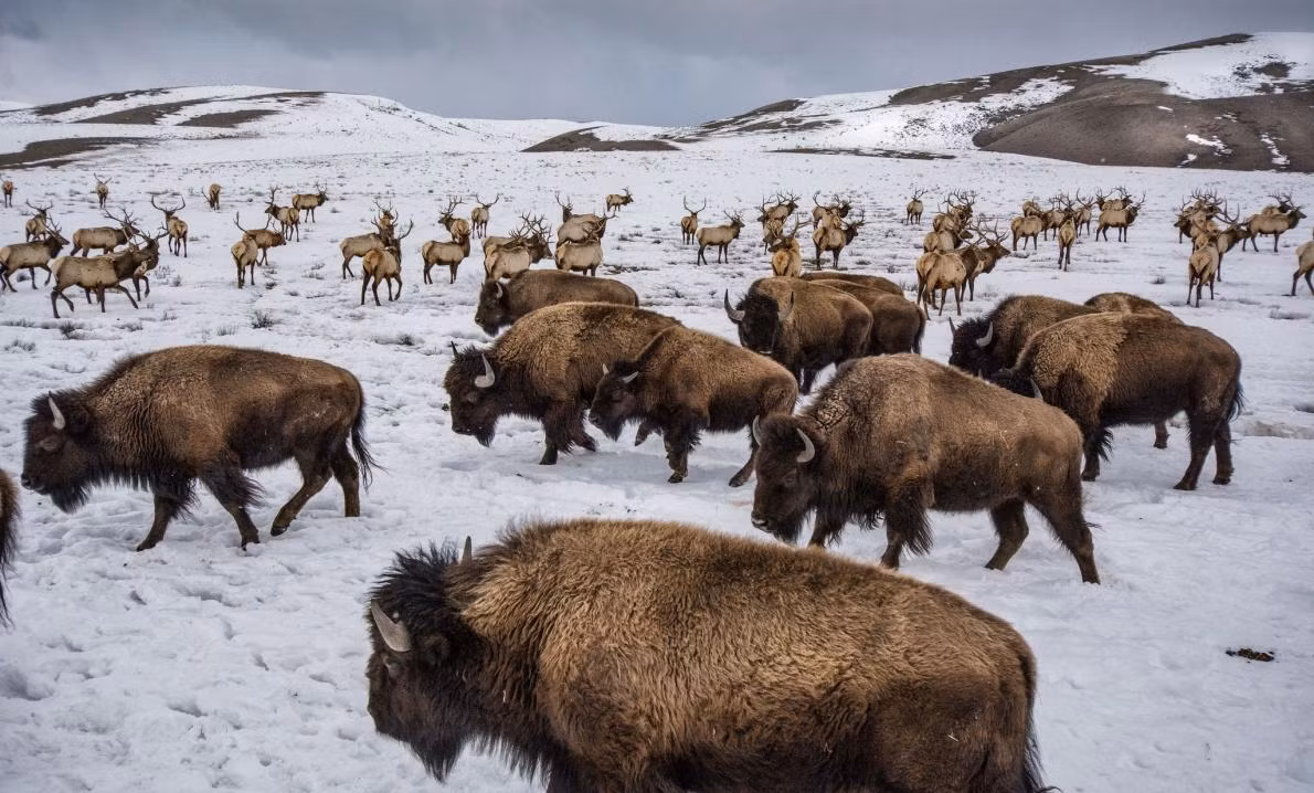 Nai sừng tấm và bò hoang gần Jackson, Wyoming. (Theo Sina)