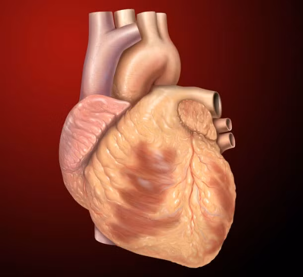 Cơ quan nội tạng duy nhất người Ai Cập cổ đại để lại bên trong các xác ướp là trái tim vì họ coi trái tim là trung tâm của trí tuệ và cảm xúc, những phẩm chất mà người chết sẽ cần mang theo thế giới bên kia.
