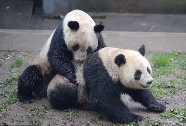 Mặc dù đã giao phối thành công nhưng ở thời điểm này việc khẳng định Su Shan có thụ thai hay không vẫn còn quá sớm. Thông thường, khoảng hai tháng sau, những nhân viên trung tâm sẽ biết được kết quả của lần giao phối này. (Theo Dailymail)