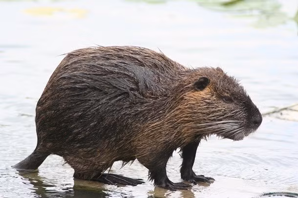 Hải ly Nutria, nghe tên chúng có vẻ vô hại và không có lý do gì để ghét bỏ loài động vật này nhưng trên thực tế, hiện tại chúng là động vật ăn cỏ phổ biến nhất đầm lầy của Louisiana. Sự phát triển quá nhanh và nhu cầu lương thực ngày một nhiều, hải ly Nutria khiến con người ghét cay ghét đắng mình bằng cách phá hủy đê điều và hệ thống thủy lợi địa phương nhanh chóng. Nguồn: L25