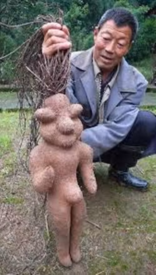 Nặng 5,8kg, cao khoảng 62cm, cây hà thủ ô kỳ lạ này khiến nhiều người giật mình vì hình hài chẳng khác nào một bé trai sơ sinh. (Theo Shanghaiist)