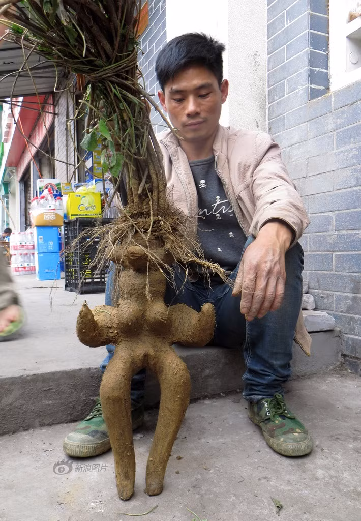 Mới đây, người dân địa phương và khách qua đường ở Nghi Xương, Hồ Bắc, Trung Quốc đã được chiêm ngưỡng một cây hà thủ ô hình người đẹp hoàn hảo. (Theo Sina)