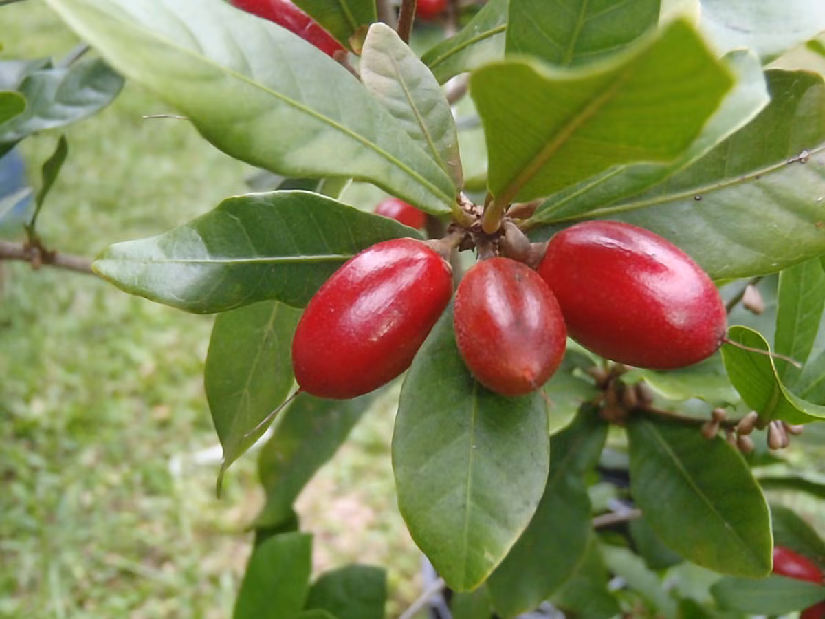 Sở dĩ được gọi là quả thần kỳ (trong tiếng Anh là miracle fruit hay miracle berry) bởi vì loài quả này một khi chín đỏ có khả năng làm cho các vị khác như chua cay, mặn đắng đều bị biến đổi thành vị ngọt ngào vô cùng dễ chịu. Ở Tây Phi nơi phát sinh loài, nó còn có tên địa phương là taami, asaa hoặc ledidi.