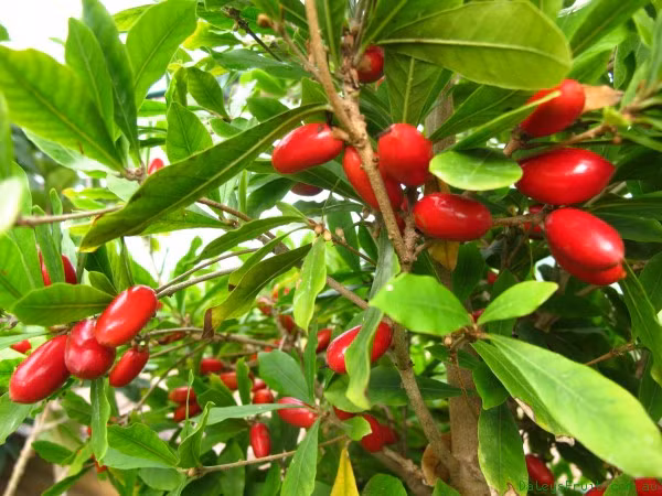 Cận cảnh quả thần kỳ chín đỏ bóng trên cây.
