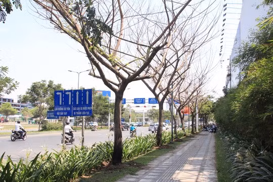 Dieu tra vu nhieu cay xanh bi dau doc o Sai Gon