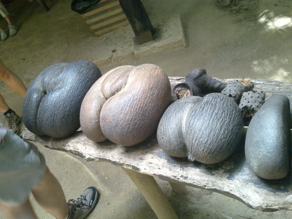 Quý tộc châu Âu và Ả Rập thế kỷ 16 thường mua lại những quả Coco de mer của người bản địa, đánh bóng và trưng bày chúng phòng trưng bày những đồ quý giá của gia đình. (Theo Myafricanow)