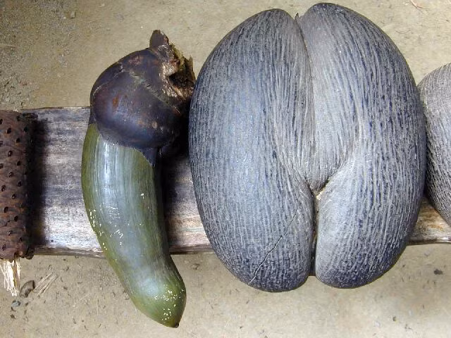 Tuy vậy, do trọng lượng quá khủng của mình, khi rơi xuống biển, dừa Coco de mer không trôi nổi như những trái cây khác mà chìm xuống đáy biển. Qua thời gian rất lâu, vỏ quả bị nước biển phân rã, hạt quả mới có thể trôi nổi đến khắp các vùng khác nhau, tuy nhiên vào lúc này, hạt không có chất dinh dưỡng để duy trì nên khi dạt vào vùng đất mới, hạt cây đã thối, không thể nảy mầm. (Theo Seychellesnewsagency)