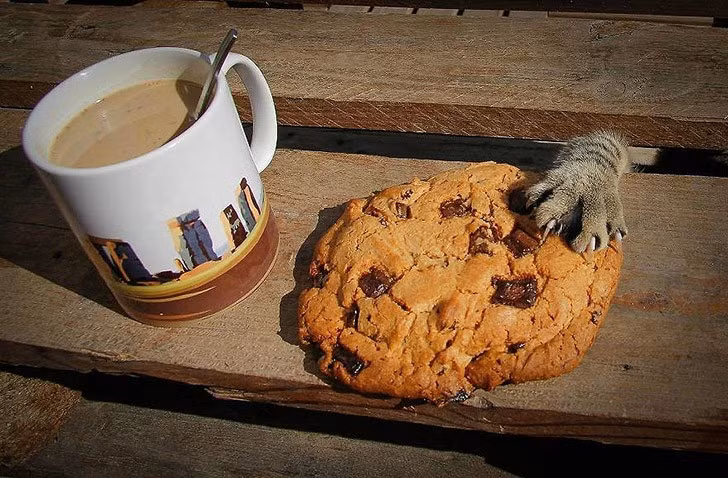 Ẩn núp dưới ghế chờ chủ nhân vào nhà, nhanh như cắt chú mèo siêu đạo chích hành nghề chôm chỉa, định "thó" bánh của chủ nhân nhưng không may bị bắt gặp. (Theo Emgn)