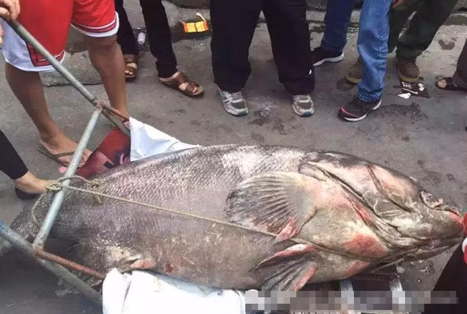 Rất nhiều người ghen tị với du khách may mắn câu được cá mú khổng lồ. Tuy nhiên, rất có thể khu du lịch sinh thái và du khách này sẽ gặp rắc rối bởi theo chính sách bảo tồn động vật hoang dã của tỉnh Quảng Đông, cá mú khổng lồ hoang dã là một trong những động vật chủ chốt cần được bảo vệ. (Theo Sina)