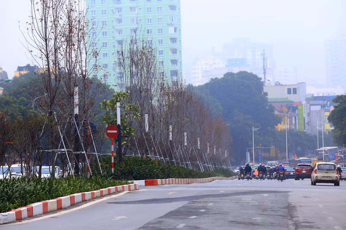 Khác hẳn với hàng cây phong với những tán lá sum xuê trước kia, thay vào đó là những "khung xương" trơ trọi giữa đường phố.