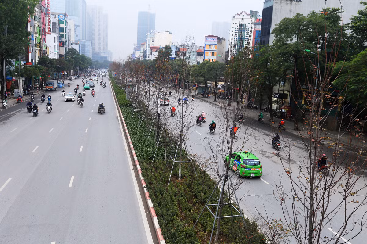 Ghi nhận trên đường tuyến đường Trần Duy Hưng và Nguyễn Chí Thanh (Hà Nội) vào chiều ngày 10/1, những cây phong lá đỏ được trồng ở dải phân cách bước vào thời kì rụng lá.