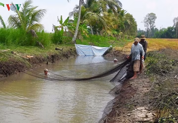 Sau đó, vào giữa mùa khô, mọi kênh mương trong ruộng đều cạn nước, cá rút hết về đìa, người dân dùng phương pháp tát đìa (dùng máy tát cạn nước) để bắt lại lần 2.