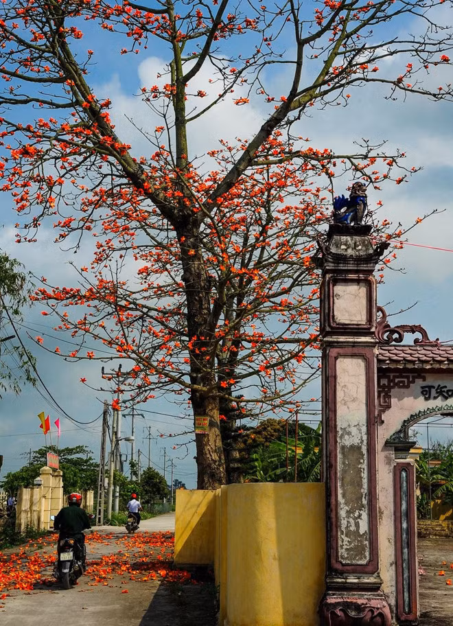 Ngo ngang truoc canh sac hoa gao do ruc troi khap moi mien dat nuoc-Hinh-2