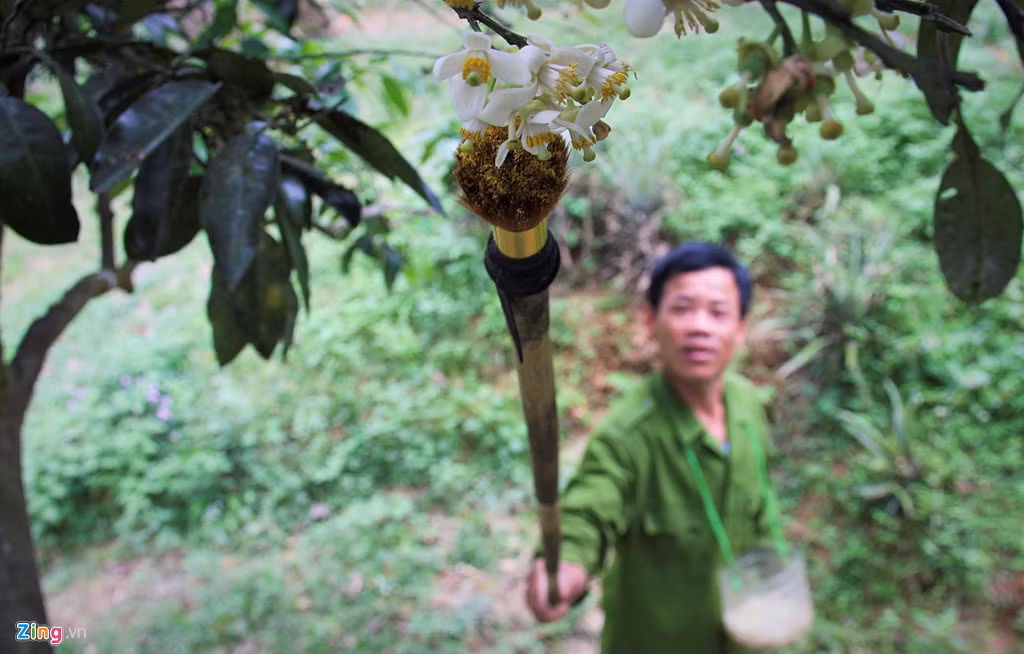 Thời gian của mùa thụ phấn bổ sung sẽ kéo dài khoảng 10 ngày đến 1 tháng. Cây bưởi chua thường có chiều cao 3-4 m nên nhiều người phải leo lên cây hái từng bông để đảm bảo lượng phấn hoa.