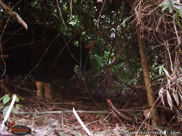 Bat ngo hang chuc ca the bo tot trong VQG Phong Nha – Ke Bang