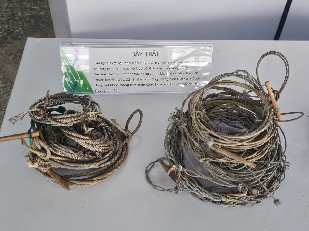 Nhu cầu tiêu thụ liên tục đối với các sản phẩm này dẫn đến tình trạng sụt giảm nghiêm trọng quần thể các loài hoang dã trong tự nhiên tại Việt Nam, bao gồm những loài ăn cỏ lớn và mang lớn đặc hữu ở dãy Trường Sơn.