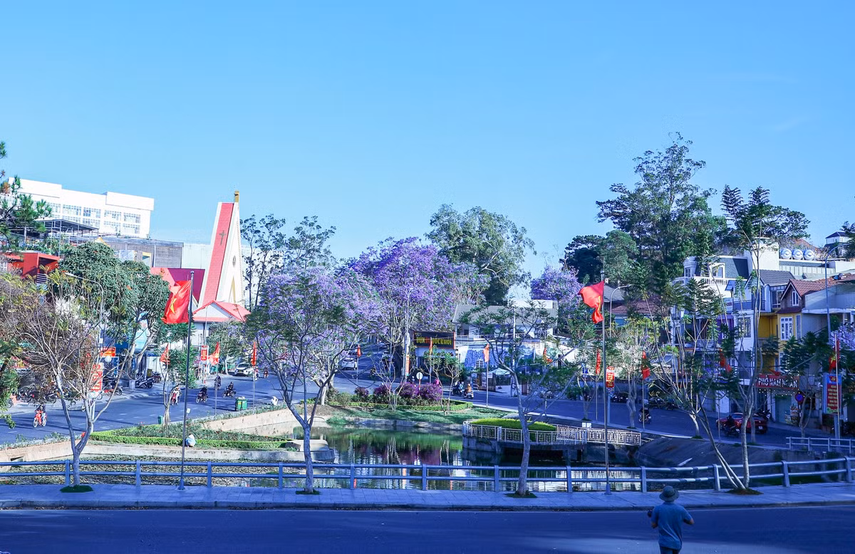 Hàng cây phượng tím giống mới đang sinh trưởng tốt tại góc hồ Hoàng Văn Thụ, đường Trần Phú tạo nên khung cảnh ấn tượng cho Đà Lạt vào mùa này