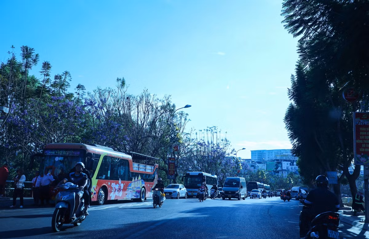 Hai hàng phượng tím ở trước công viên Ấp Ánh Sáng
