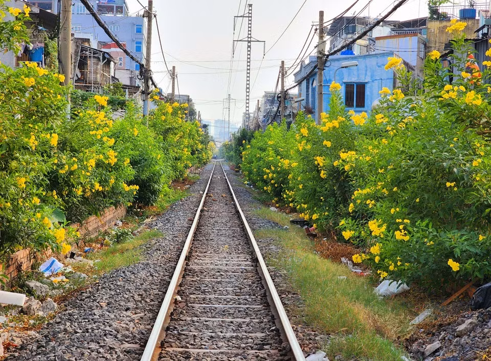 Hoa huỳnh liên hình chuông vàng (có tên gọi khác là hoa hoàng yến) nở rộ vào khoảng tháng 3 đến tháng 5, hoa nở thành cụm màu vàng hình chuông mọc ở đầu cành, rủ xuống. Hoa Huỳnh Liên còn có khả năng hấp thụ khói bụi giúp thanh lọc không khí, tạo ra bầu không khí trong lành và cho bóng mát. Hoa huỳnh liên nở dọc hai bên đường ray xe lửa tại nhiều quận TP HCM có đường ray đi qua