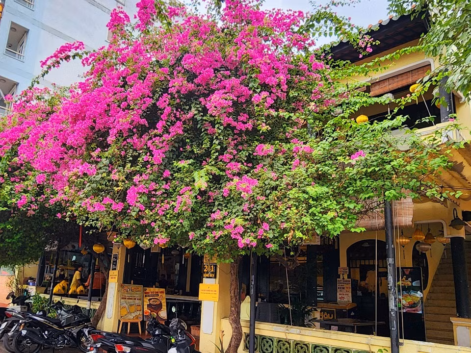 Hoa giấy hầu như là loài hoa nở quanh năm tại TP HCM, nhưng thời điểm nở rộ và đẹp nhất sẽ vào khoảng tháng 3, bởi lúc này là giai đoạn chuyển tiếp giữa mùa xuân và mùa hạ, khí hậu ấm áp rất phù hợp cho quá trình sinh trưởng tự nhiên của các loại hoa. Nhiều nhà hàng trên đường Đồng Đen (quận Tân Bình) trồng rất nhiều hoa giấy trước nhà
