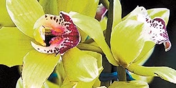 Hoa lan Nongke Thâm Quyến là loài hoa nhân tạo. Các nhà nghiên cứu mất 8 năm dài để lai tạo loài hoa này. Giá bán hoa lan Nongke Thâm Quyến khoảng 200.000 USD (4,6 tỷ đồng) nhờ vẻ đẹp, sự hiếm có, nguồn gốc và độ khó trong việc trồng trọt. Ảnh: Financesonline