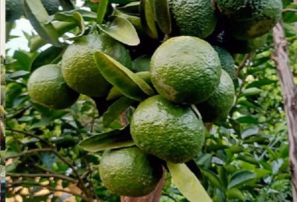 Cam sành rớt giá thảm chỉ còn 2.000 đồng/kg Cam sanh rot gia tham chi con 2.000 dong/kg