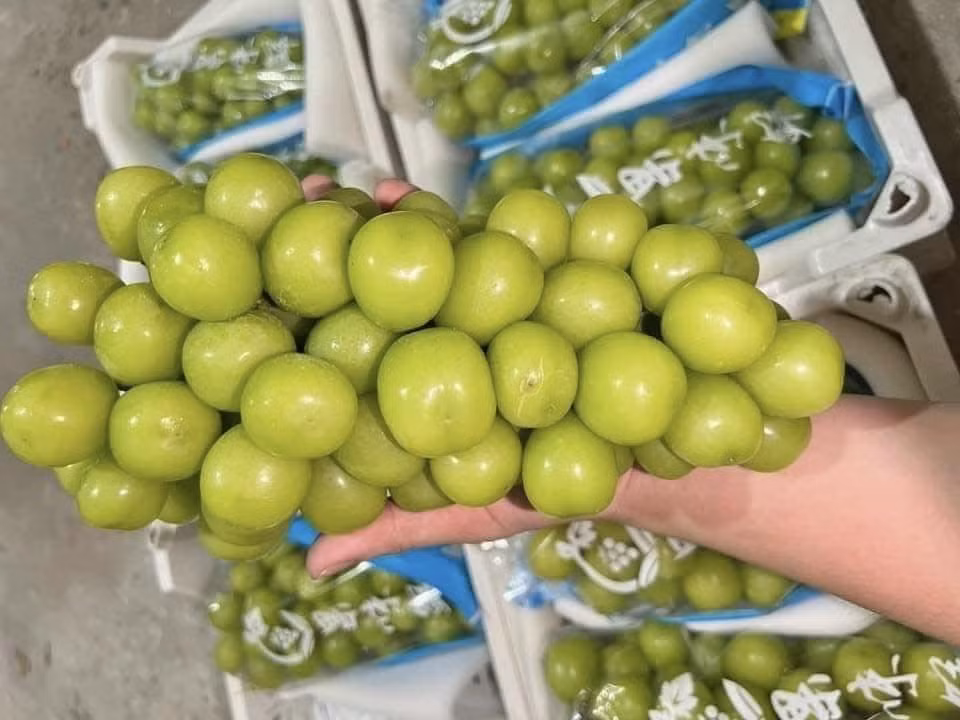 Năm nay, giống nho "quý tộc" trồng tại Trung Quốc tràn sang Việt Nam với số lượng lớn, trở thành hàng bình dân, được người tiêu dùng ưa chuộng. Ảnh: Facebook