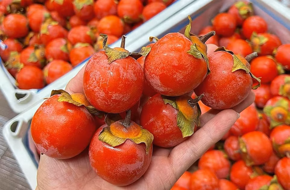 Hồng thạch trân châu ăn giòn, ngọt lịm “nhuộm đỏ” chợ Việt khiến nhiều người nhầm tưởng là hồng cổ đặc sản Nghệ An. Ảnh: Vietnamnet