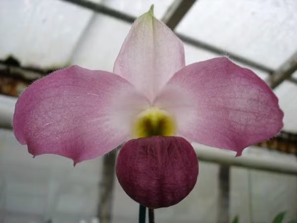 Không chỉ được bảo vệ môi trường sống, IUCN khuyến khích các hoạt động bảo tồn như nhân giống nhân tạo, thu thập hạt giống, theo dõi số lượng cá thể, từ đó nỗ lực bảo tồn loại lan hiếm trước nguy cơ tuyệt chủng vĩnh viễn. Ảnh: Hennis Orchideen