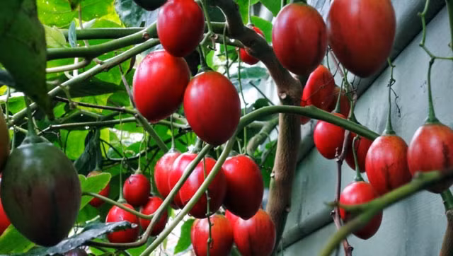 Cà chua thân gỗ khá sai quả, có thể dùng để ăn ngay hoặc sử dụng trong chế biến các món ăn khác với vị ngọt, hương vị đậm. Ảnh: Dân Việt