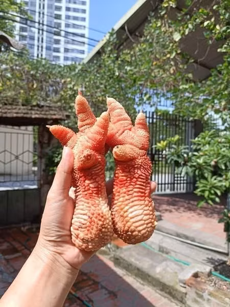 Trên thị trường, giá chân gà Đông Tảo dao động từ 350.000 đến 1,2 triệu đồng/kg, tùy kích thước. Ảnh: FB Phương Bo