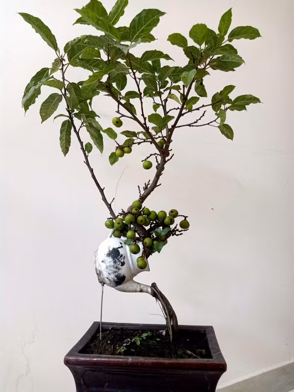 Sở hữu thế độc đáo, cây sung từng được trả giá cao nhưng chủ nhân vẫn từ chối bán. Ảnh: Facebook