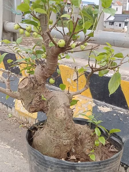 Sung có ưu điểm là không đòi hỏi sự chăm sóc đặc biệt. Tuy nhiên, để có một chậu bonsai đẹp, người trồng phải mất nhiều thời gian để cắt, tỉa. Ảnh: Facebook