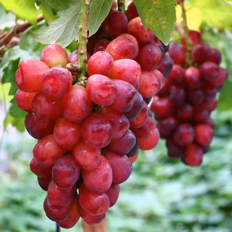 Ban đầu giống nho này có hạt nhưng nhờ công nghệ Nhật mà họ đã tạo nên giống nho mới, chùm đều khít, không hạt. Ảnh: Premium Korean
