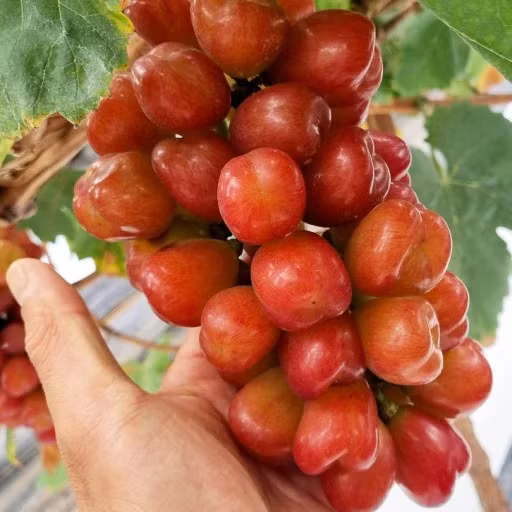 Giống nho này được trồng với cách thức tương tự như nho mẫu đơn, mỗi dây một chùm. Ảnh: Premium Korean